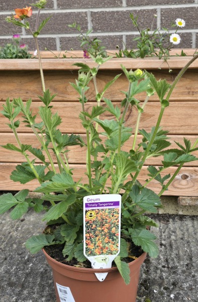 Geum Totally Tangerine- anyone seen them in the shops?