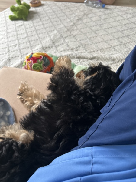 Is there a new puppy survival thread?