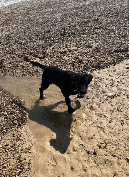 What has surprised you most about dog ownership?