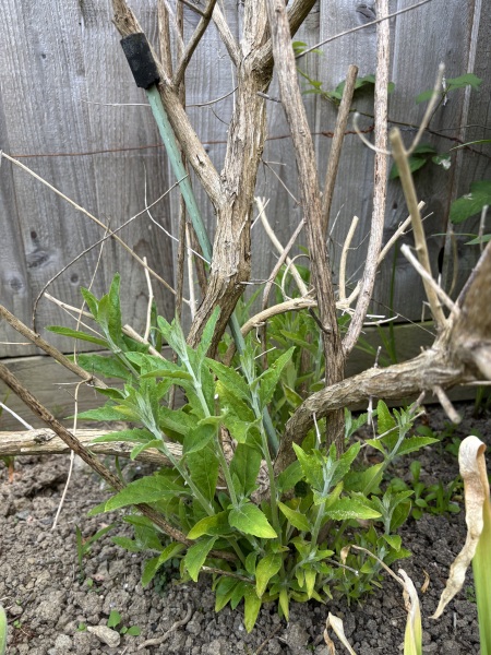 Buddleia experts please  help, I need to save this hybrid and also to know when to prune it.