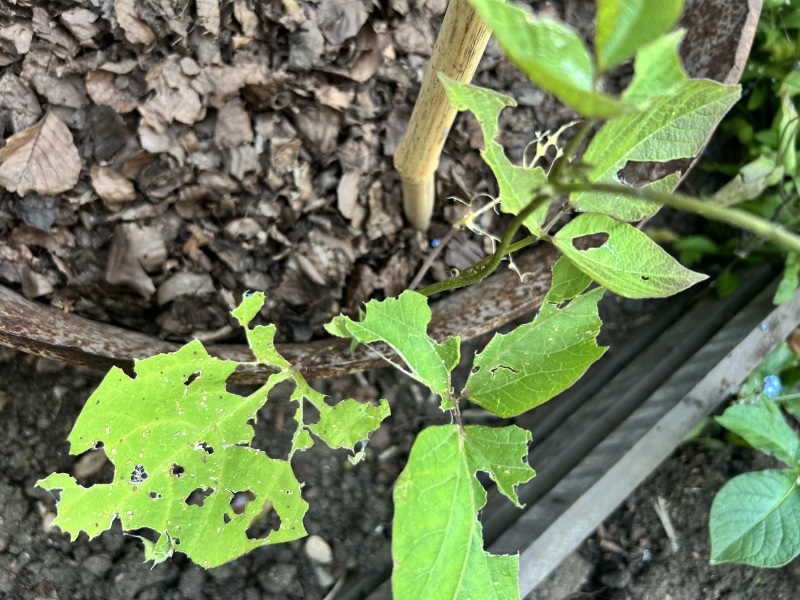 What is eating my bean plants?
