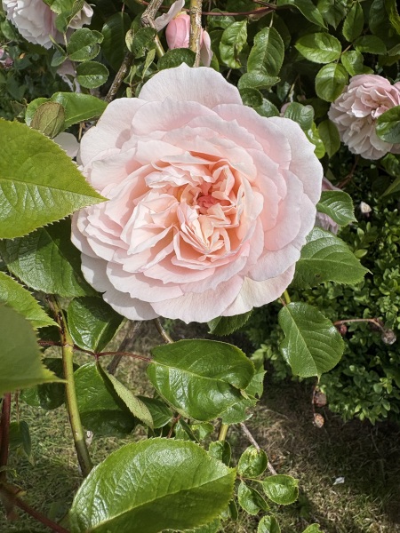 The Generous Gardener (DA rose) on 6ft fence