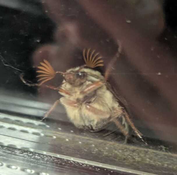Where are the May bugs?