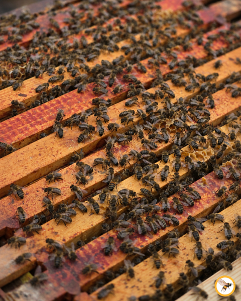 Beekeeping with my daughter and our small but mighty hive