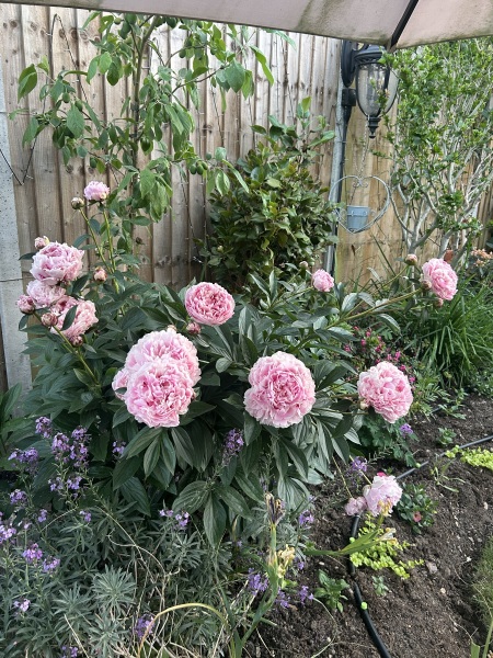 What’s looking gorgeous in your garden right now?