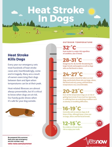 AIBU to be upset my parents walked the dog in this heat?