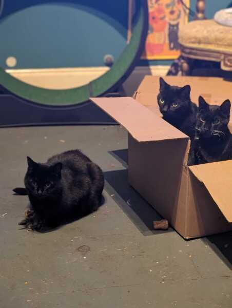 Get A Compass! The Excellent Cats embrace a new rallying cry