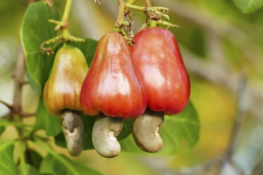 What surprising food facts have you only discovered recently?