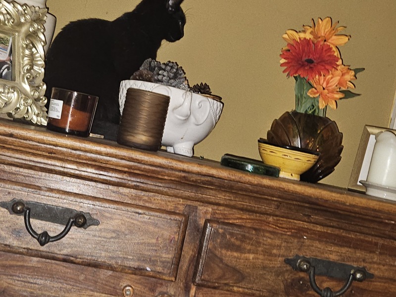 Cat on edge all the time long after adoption