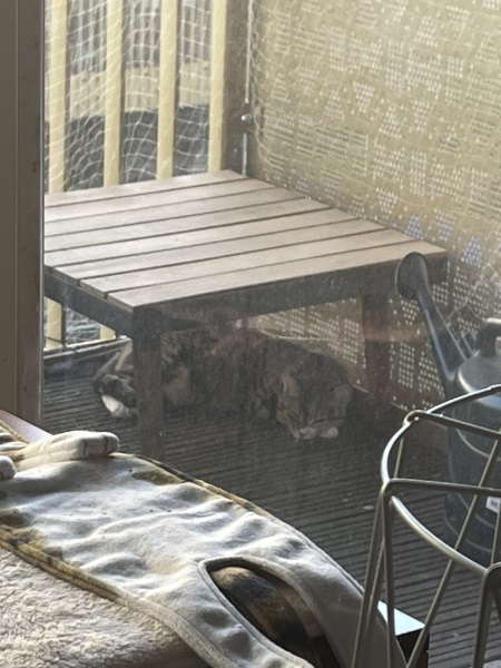 Cat tired in this weather