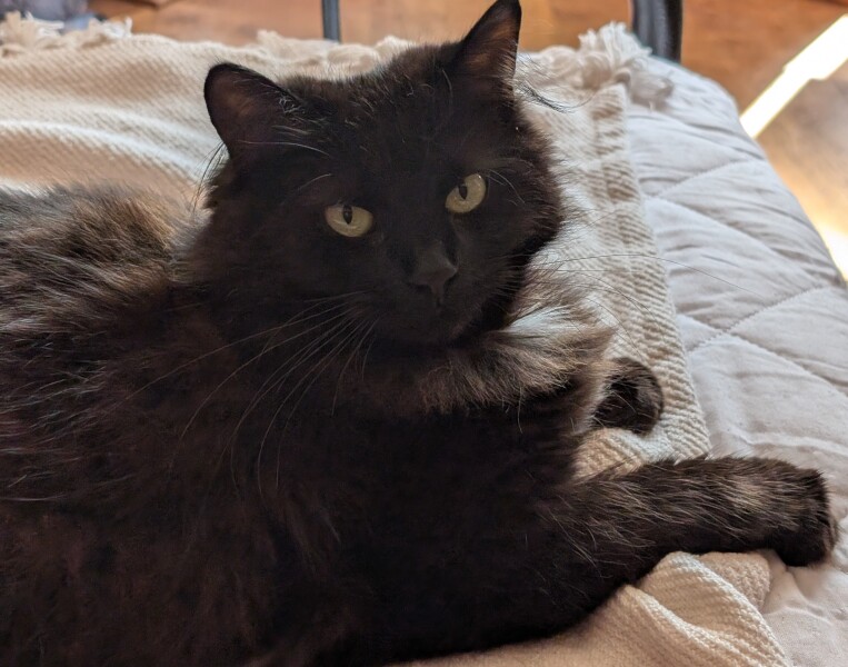 Get A Compass! The Excellent Cats embrace a new rallying cry