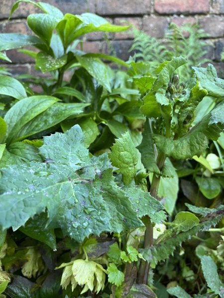 Plant ID - sorry, a bit difficult