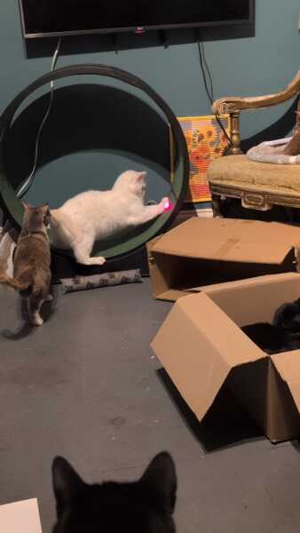 Get A Compass! The Excellent Cats embrace a new rallying cry