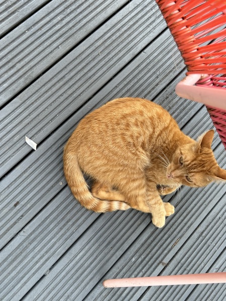 Why does my cat’s vomit look like this? (sorry, photo warning)