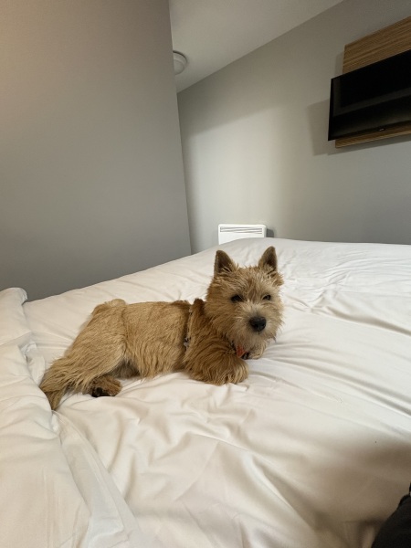 I’m staying in a Travelodge, guess how many rooms have dogs booked in?