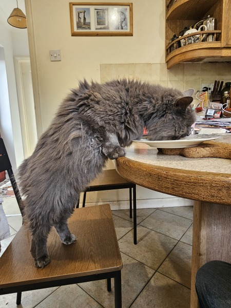 Kitten jumping on dining table.