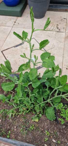 What type of pea?