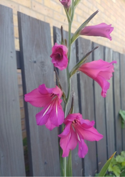 What have you done in the garden today? Part 8