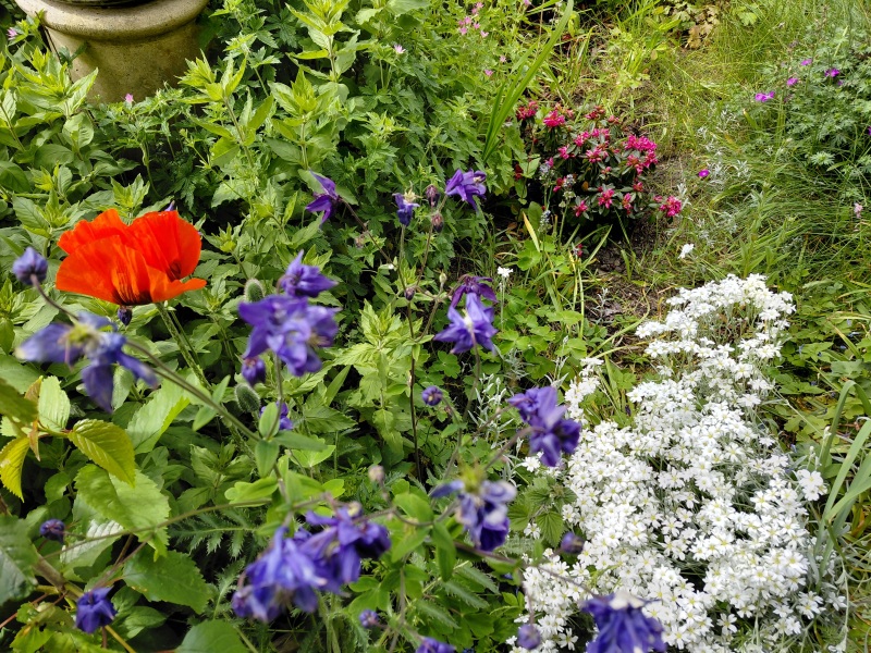 What have you done in the garden today? Part 8