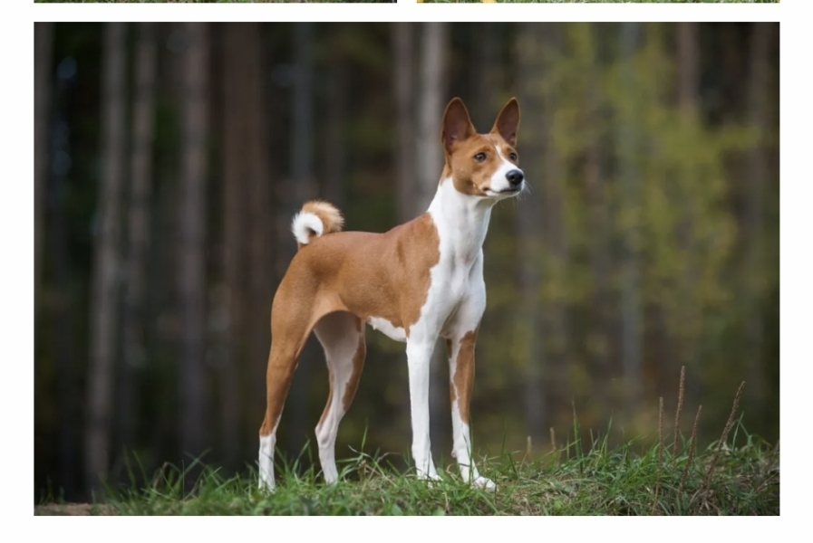 Unusual dog breeds you've seen recently.