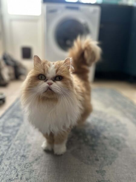 Thread 48  Starmer : Der Teufel ist ein Eichhörnchen