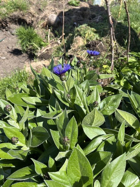 Is this flower a type of cornflower?