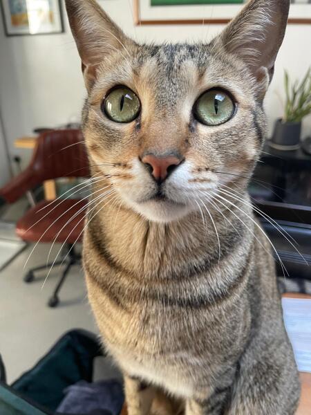 Has better weather and more stimulation reduced my cat's interest in play?