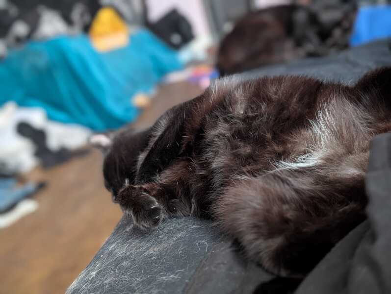 Get A Compass! The Excellent Cats embrace a new rallying cry