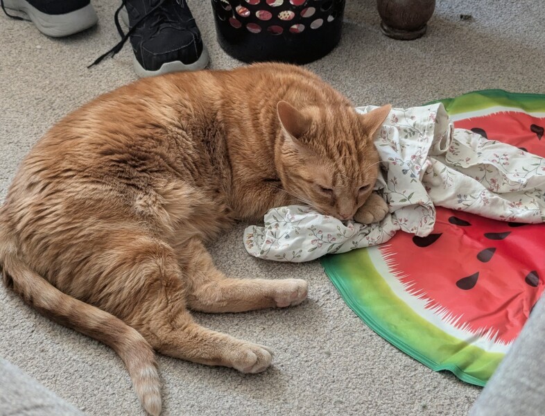 Cat tired in this weather