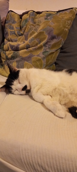 Get A Compass! The Excellent Cats embrace a new rallying cry