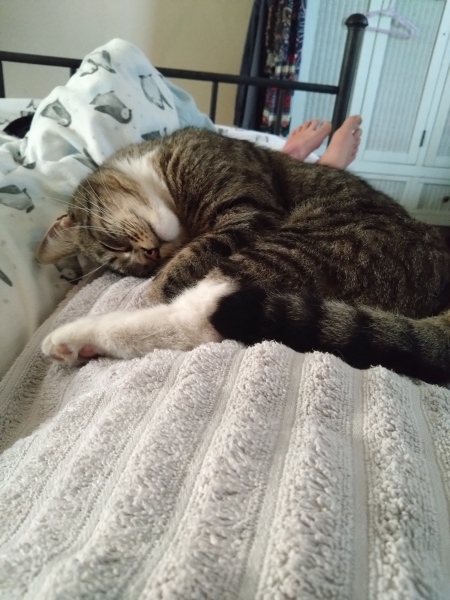 Cats hardly ate while we were away, is this normal?