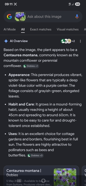 Is this flower a type of cornflower?