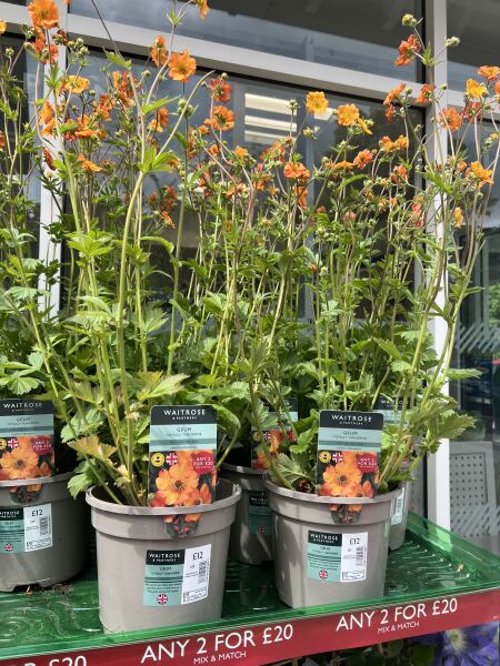 Geum Totally Tangerine- anyone seen them in the shops?