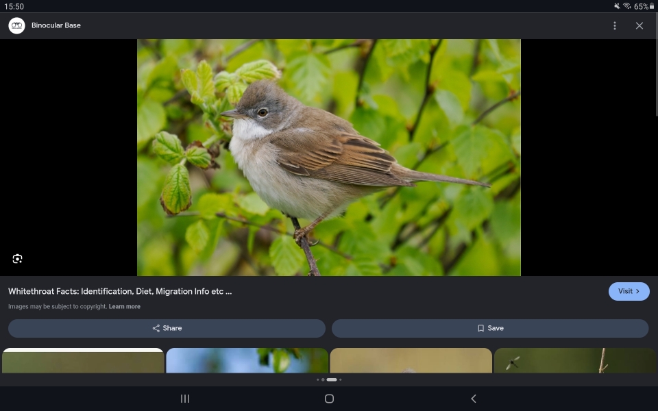 Can anyone identify this bird seen in southern England today?