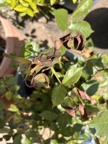 What is wrong with my rose?!