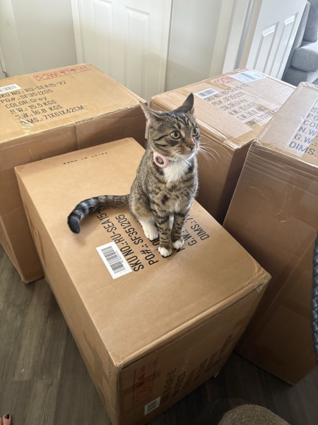 Something to stop cat scratching sofa?