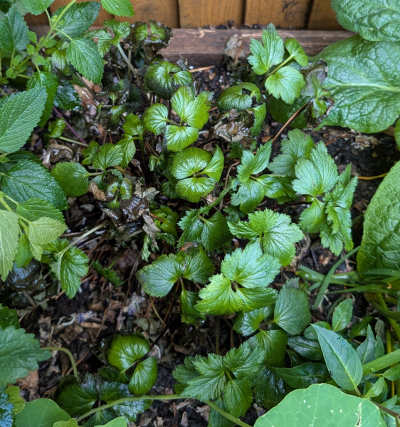 Struggling Japanese anemone