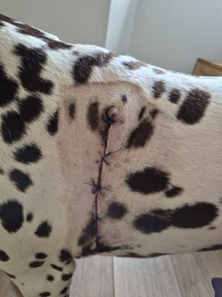 More Histiocytoma or Mast cell tumours
