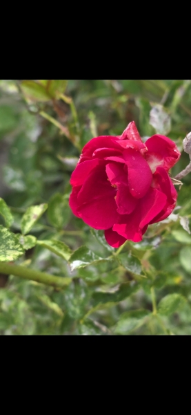 May flowers & spring cleaning - flylady style