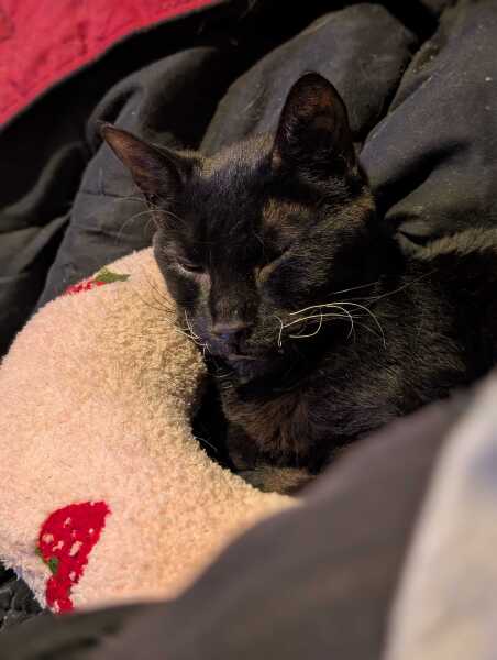 AIBU to be a crazy cat lady