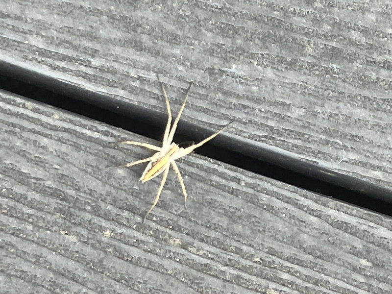 I found a spider I’ve never seen before