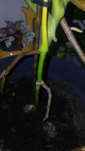 Monstera advice pics inc