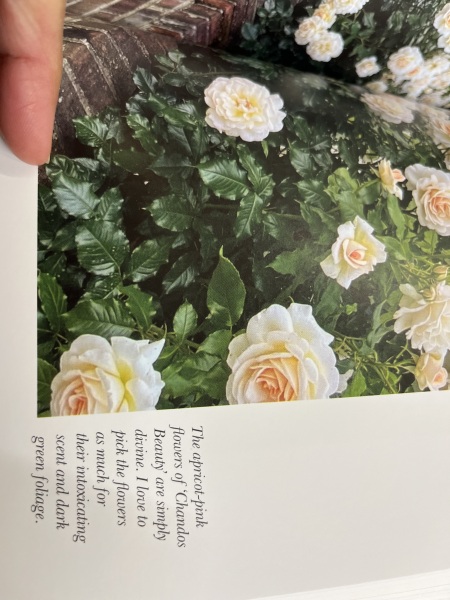 Can you recommend a lovely smelling apricot rose?