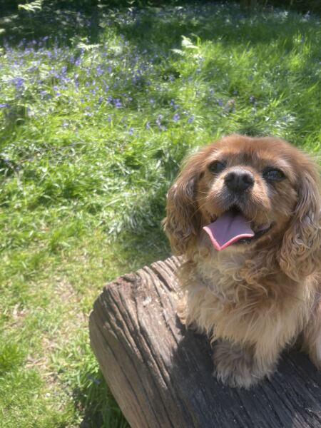 What has surprised you most about dog ownership?