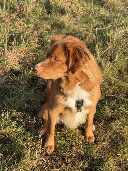 Quick-drying harness recommendations please