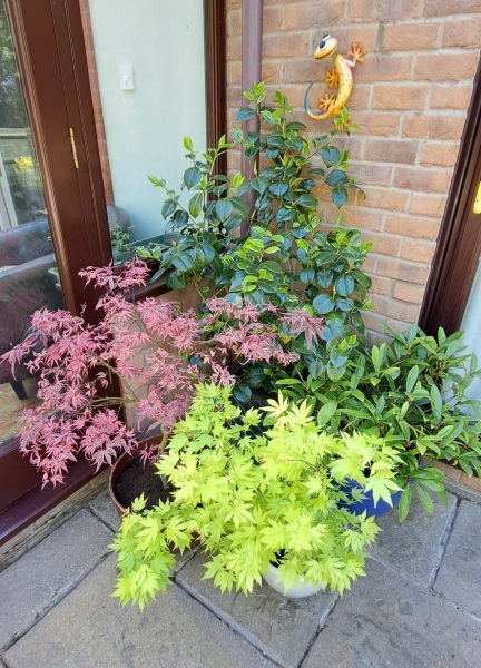 Ideas for year-round container planting on a north-facing paved patio