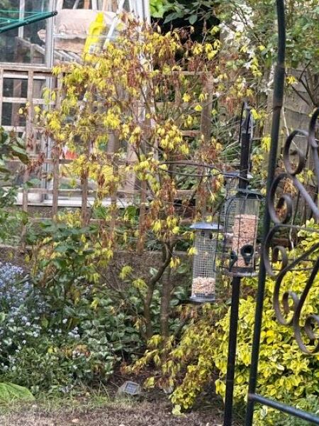 How to plant this acer?