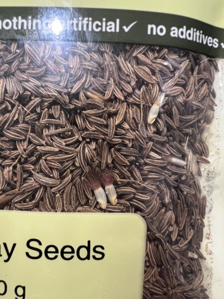 Sealed caraway seeds packet: are these weevils or normal seeds?