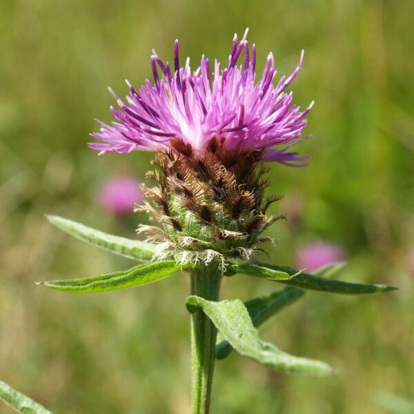 Is this flower a type of cornflower?