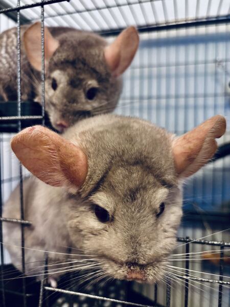 Chinchilla sitting what to expect